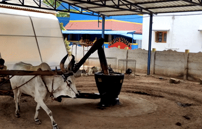 old cold pressed oil extraction method by bull